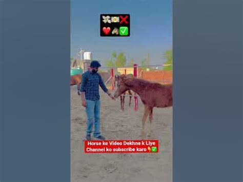 horse ki video